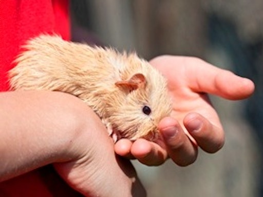 Backyard guinea pigs for families