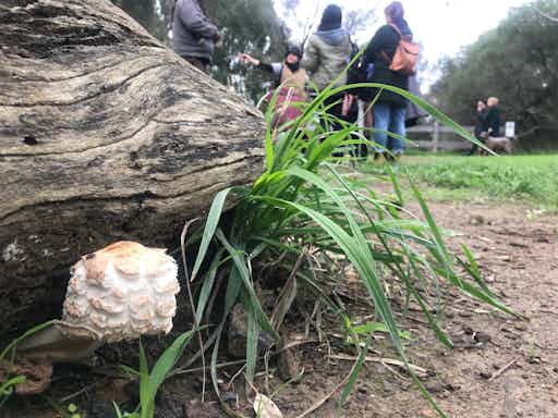 The Fungus Amongst Us