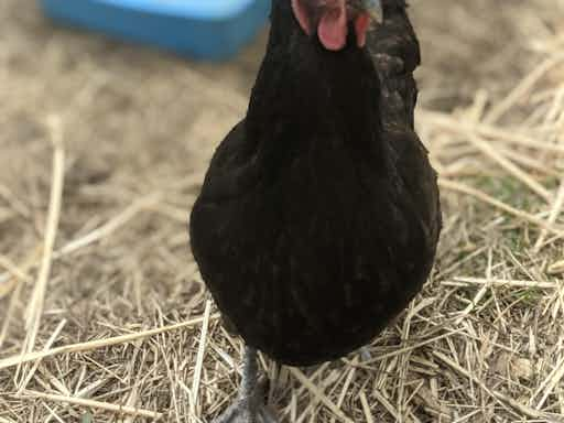 Caring for chickens, animals