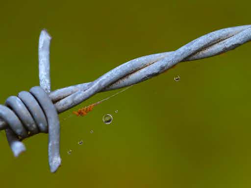 Macro Photography Course