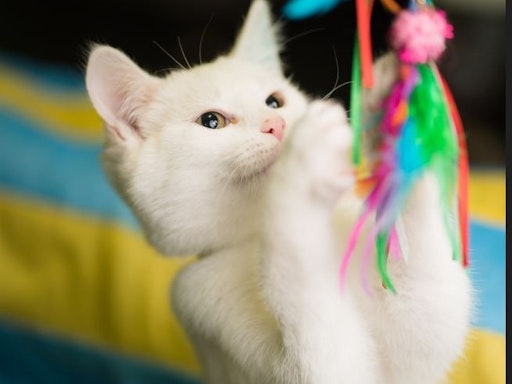 Training for Tricks for Treats