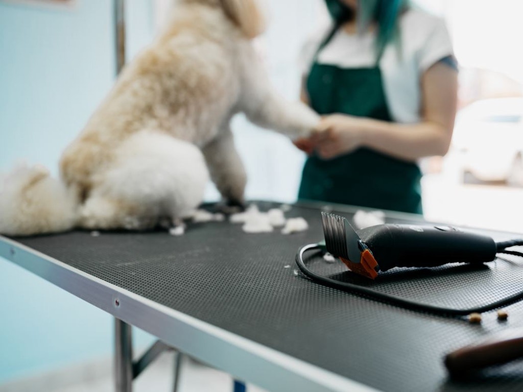 Dog Grooming Basics - Main Image