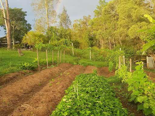 Planting techniques in your vegetable garden