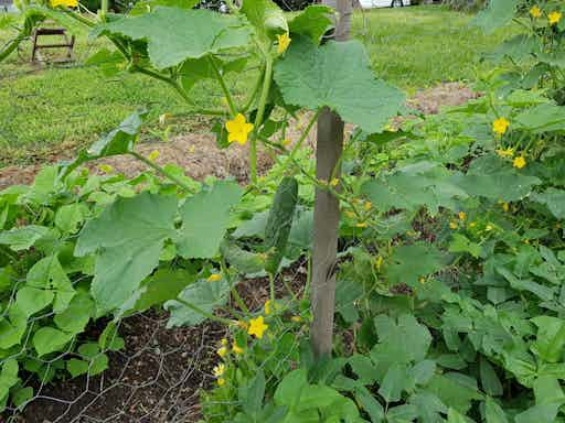 Planting techniques in your vegetable garden