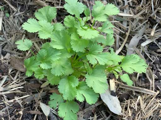 Growing your own Herbs and Teas