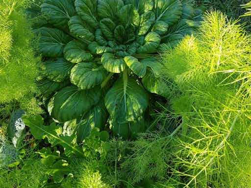 Vegetable garden tour - Brisbane