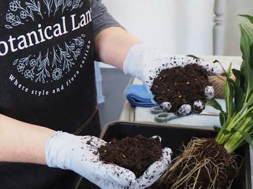 Kokedama Workshop @ Rodilesa | Create Your Own Moss Ball