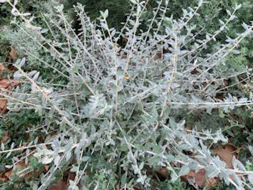 Maintain Indigenous Gardens: Online Class (SGA)