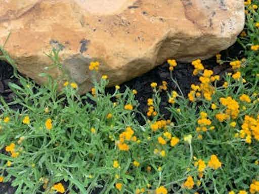 Beyond Plants: Gardening Essentials - SGA Online