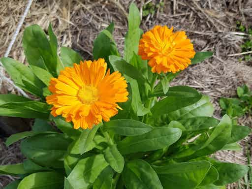 Enhanced Plant Perception - My Food Garden