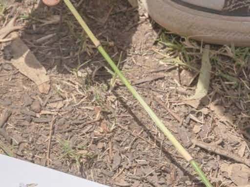 Unique Eco-drawing Workshop Experience - Edendale Farm
