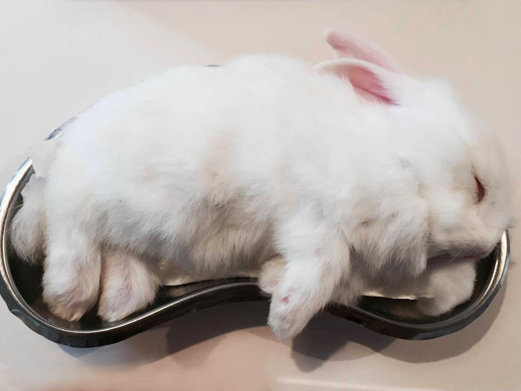 Intermediate Taxidermy - Rabbit - Sydney