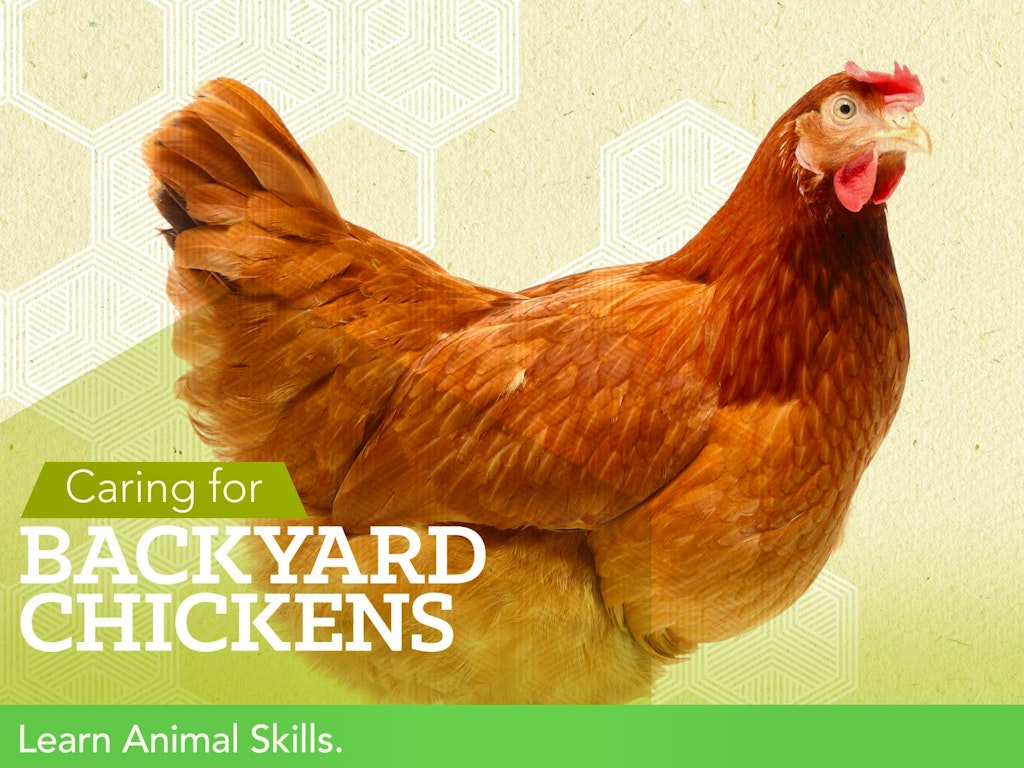 Caring For Backyard Chickens Weteachme