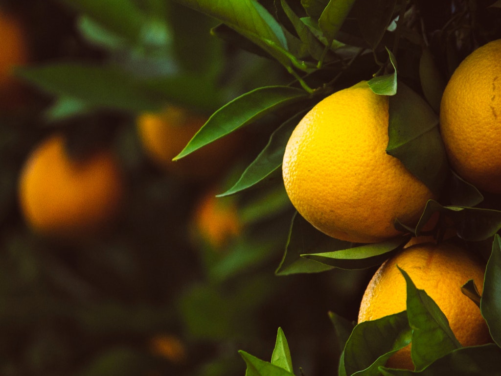 tangerines-1208301_1920