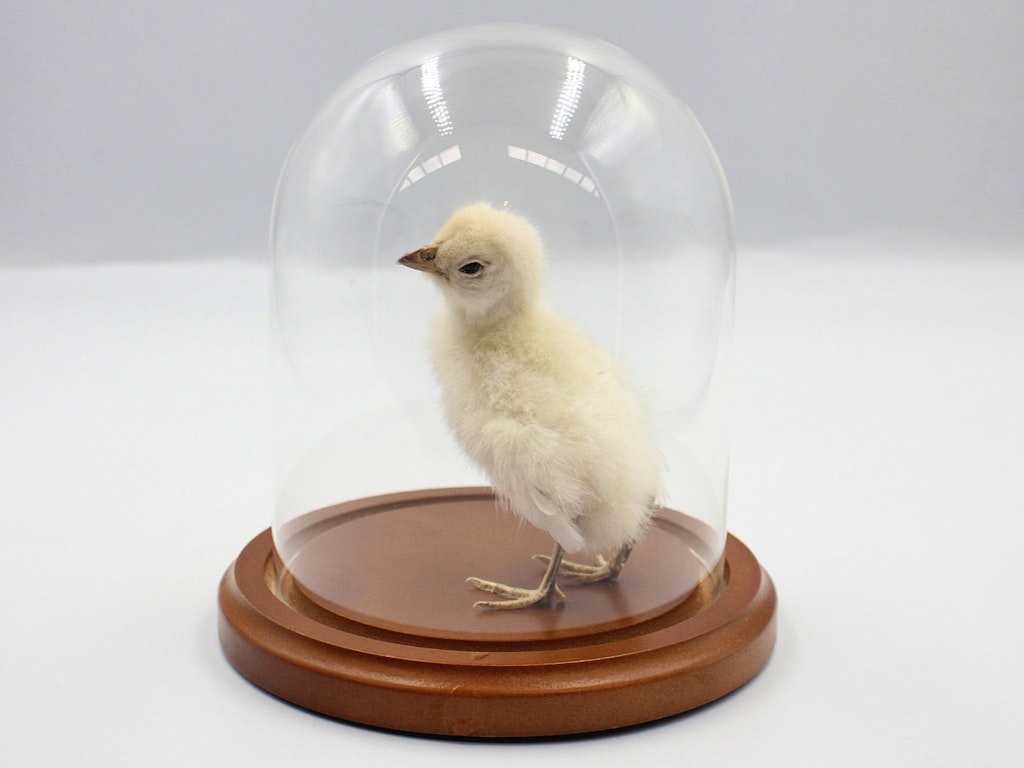 Baby Chick Workshop