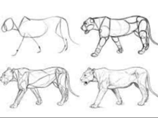 Animal Anatomy Drawing (holiday program) | WeTeachMe Animal Anatomy Drawing (holiday program) | WeTeachMe