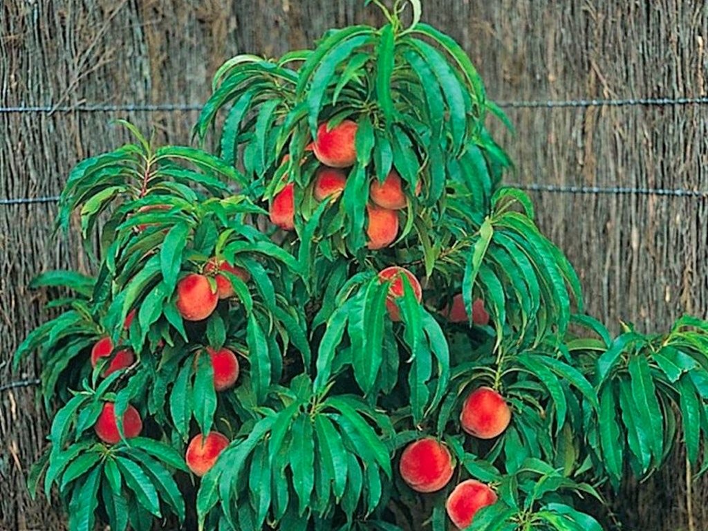 Dwarf Nectarine Peach - Pixzee Nectazee