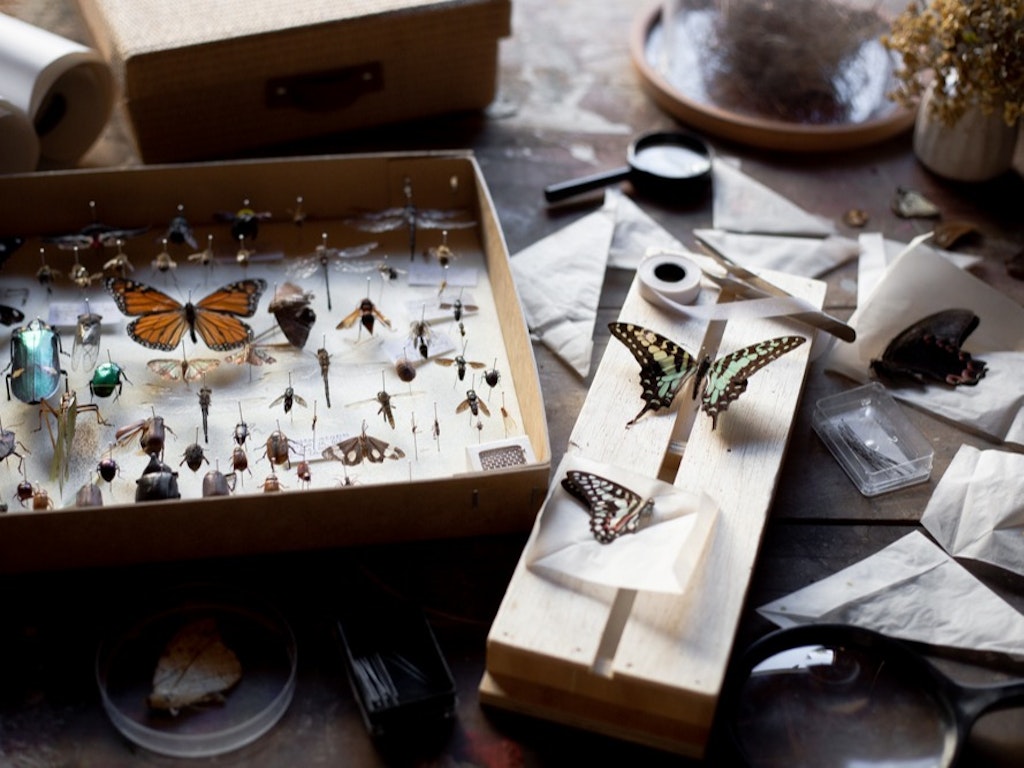 Dying to Know - Insect Preservation | WeTeachMe