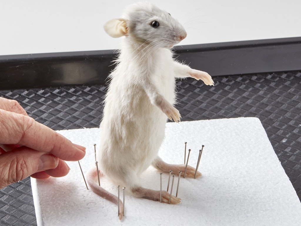 Dying to Know - Rat Taxidermy