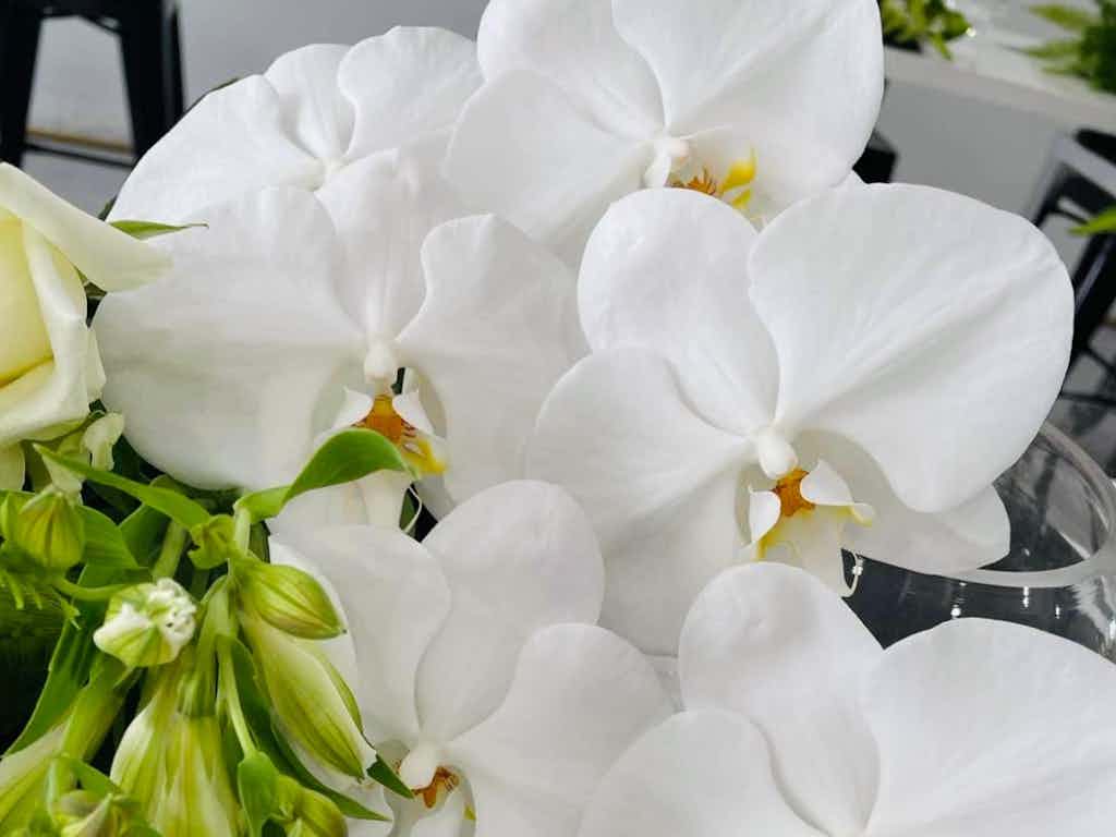 Phalaenopsis Orchid Planted Vase Floral Workshop