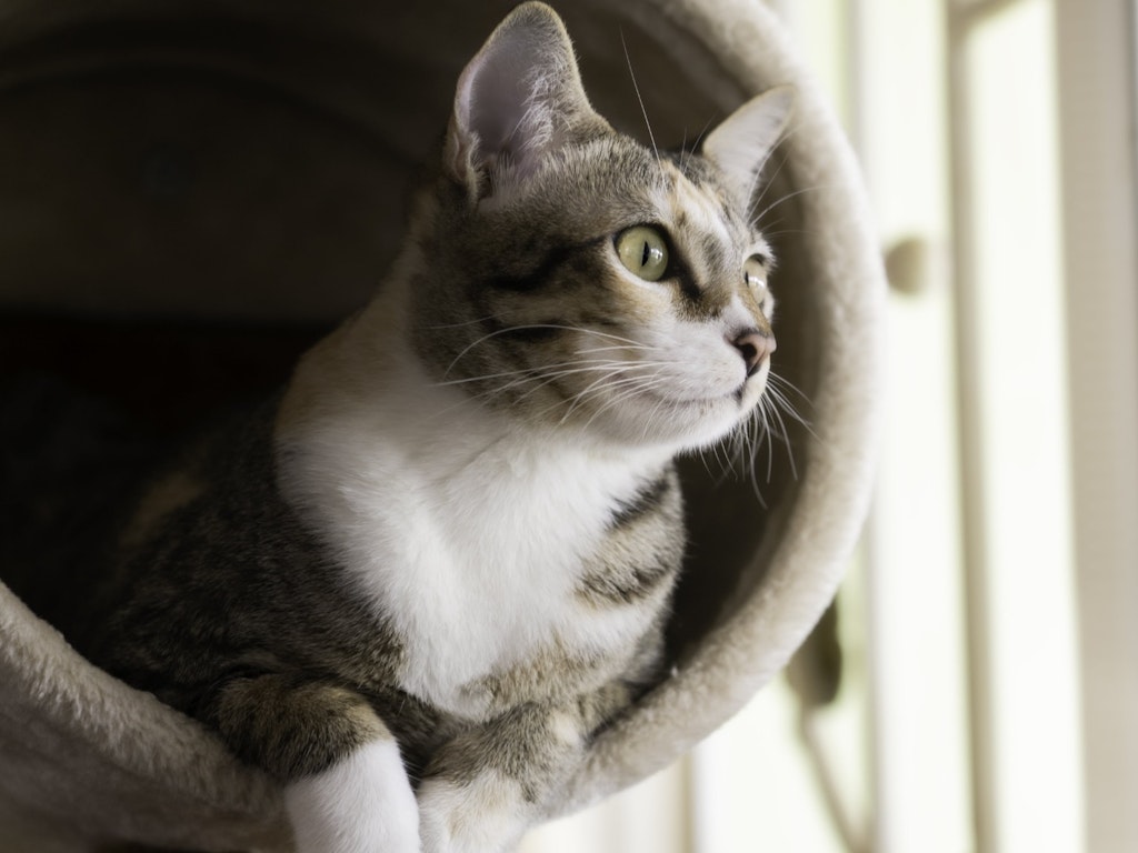Keep Cats Thriving Inside