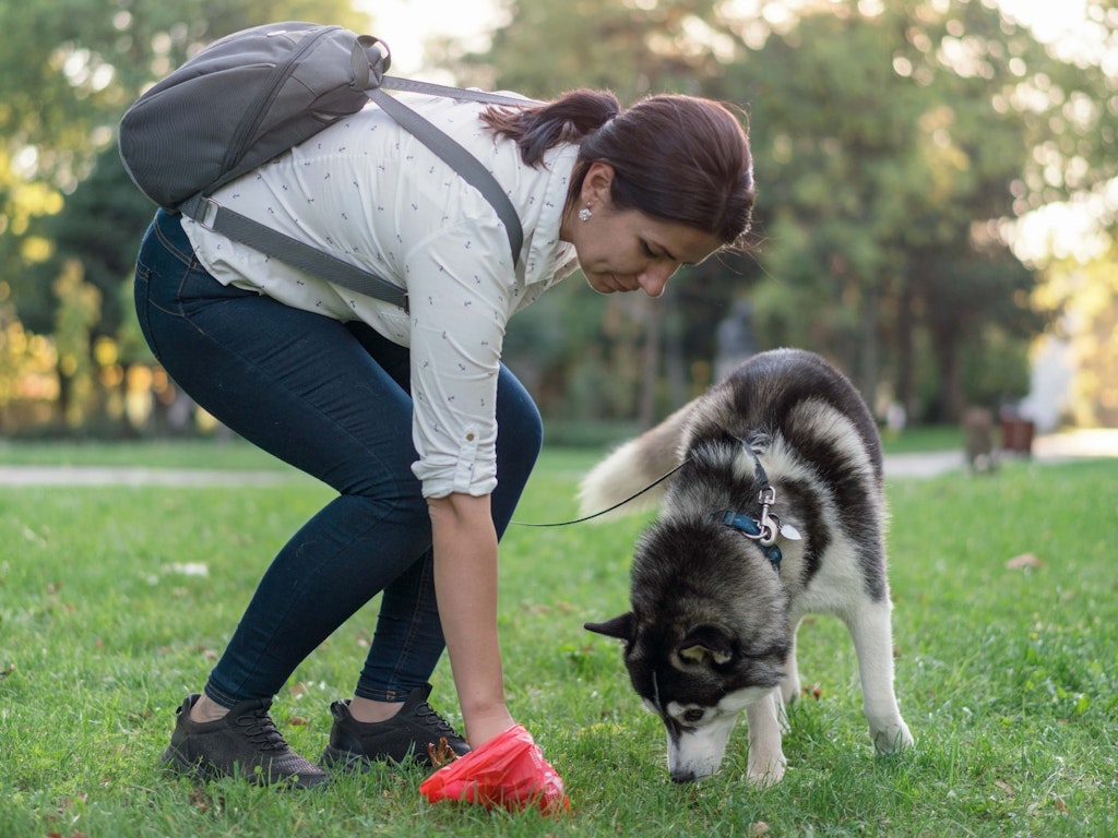 Dog Hygiene: Picking up after your best friend