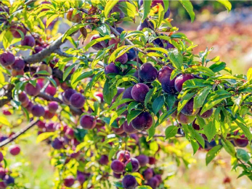 Summer Fruit Tree Pruning 