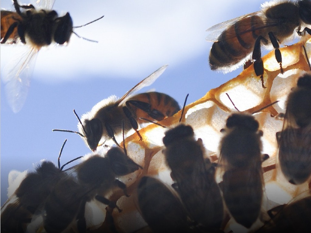 Introduction to Beekeeping