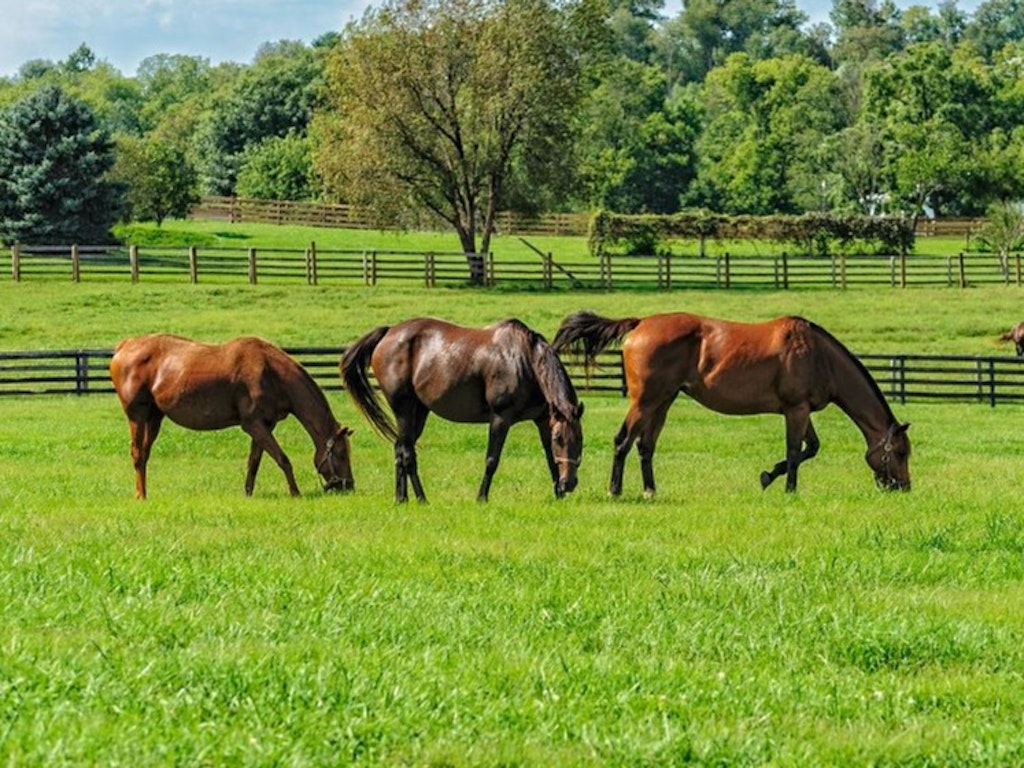 Tips for springtime management - Recording