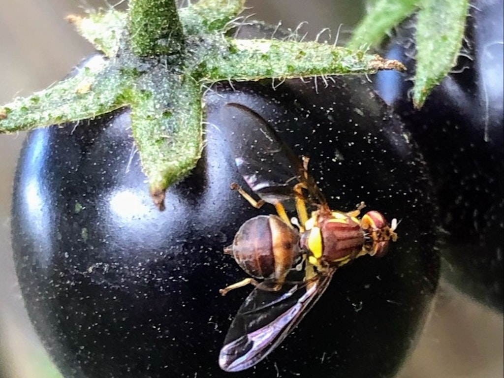 Getting on top of garden pests in winter