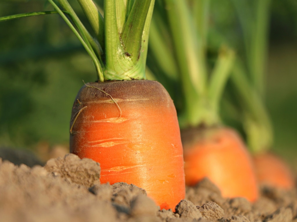 Mastering Roots and Beets