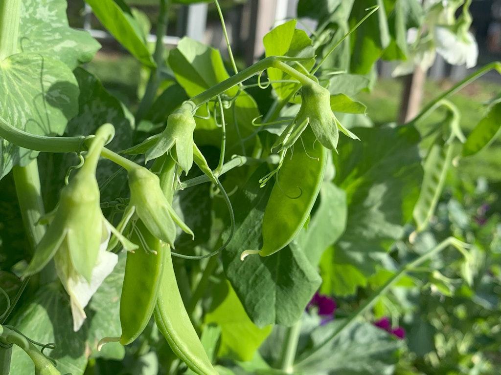 Crop Rotation and the Role of Legumes