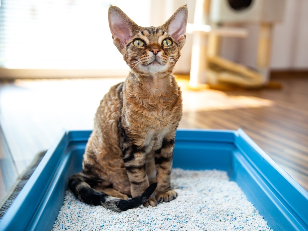 Litter tray lessons