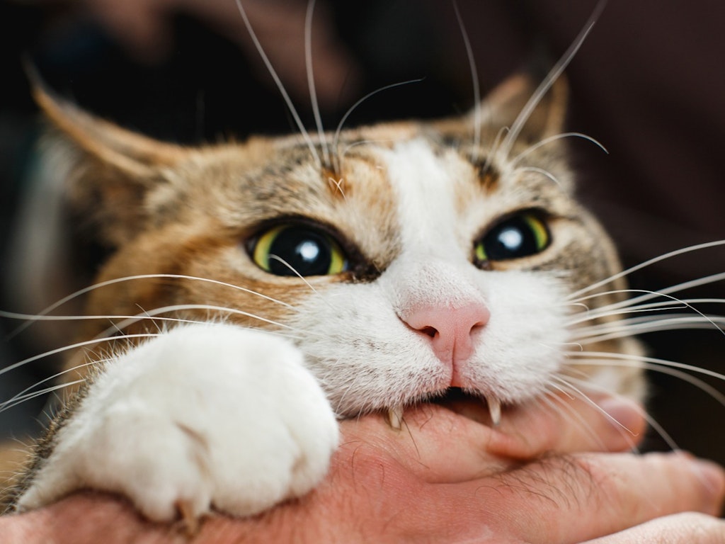 Arousal and aggression in cats
