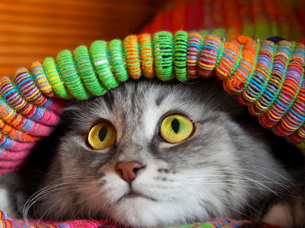 Helping shy cats bloom