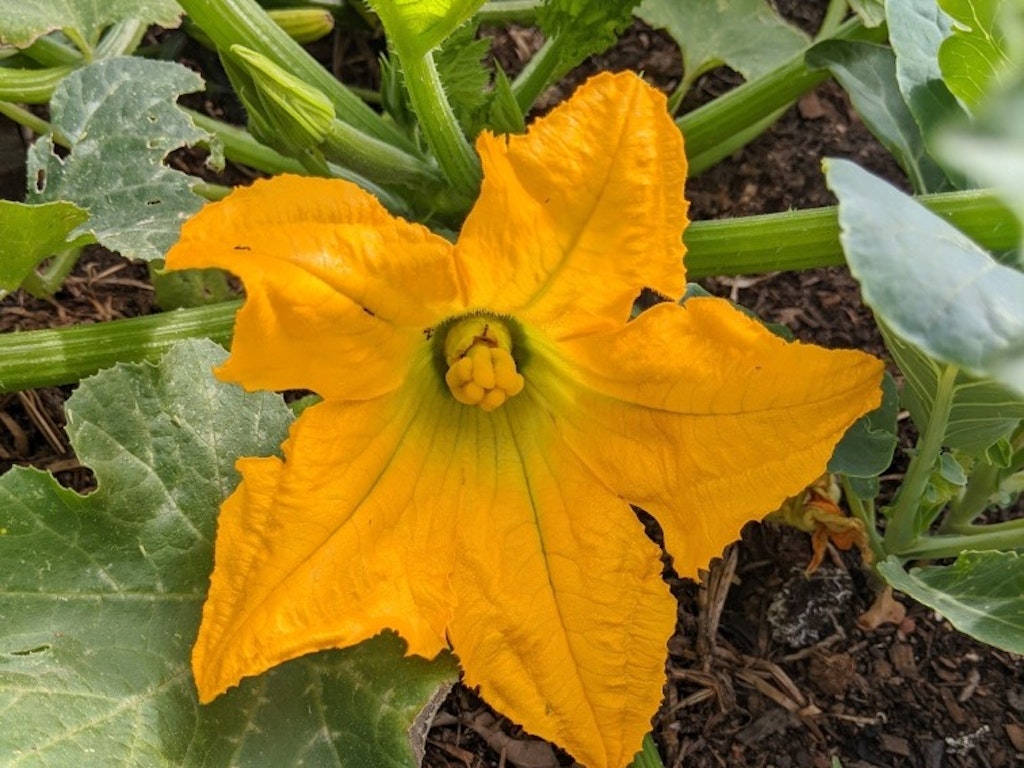 Summer Gardening Skills - Hand Pollination