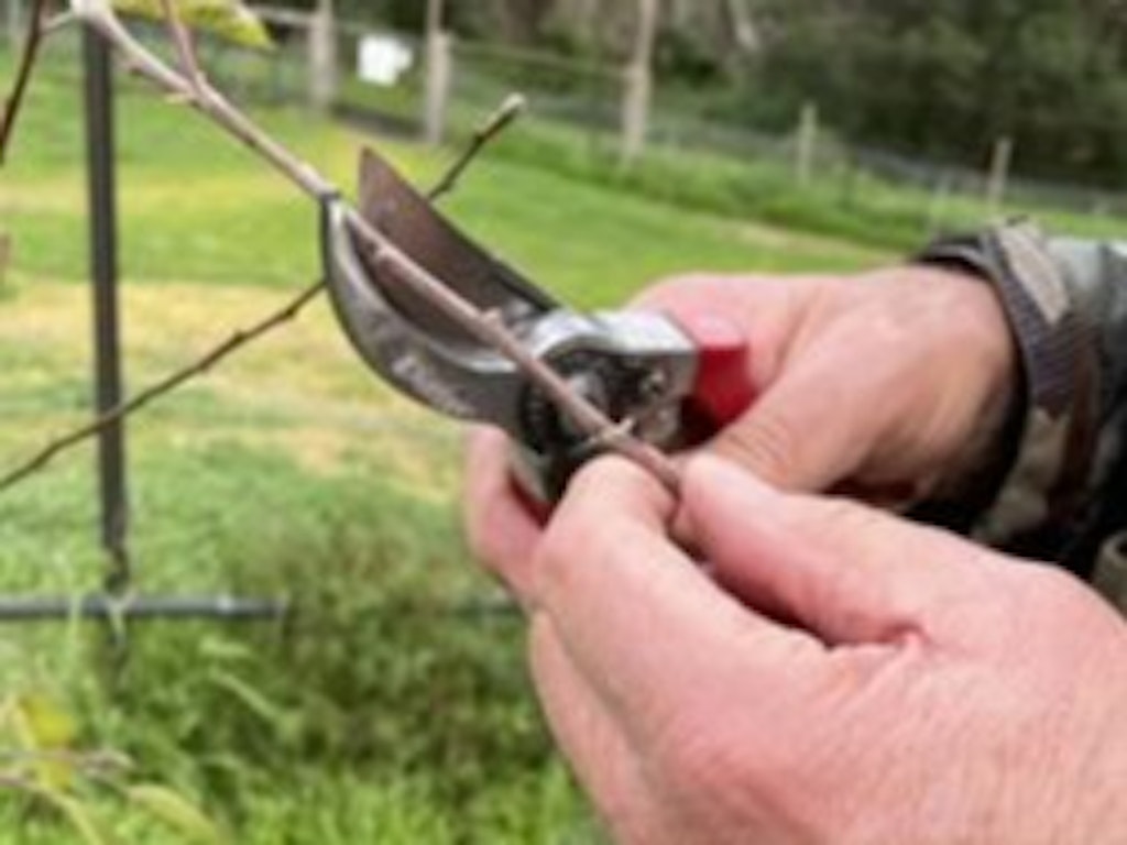 Summer Gardening Skills - Summer Pruning