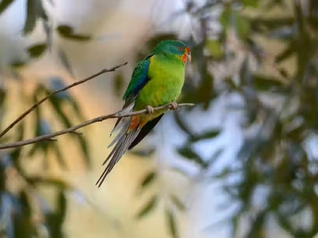 Weekday Bird Walks - Eltham Lower Park