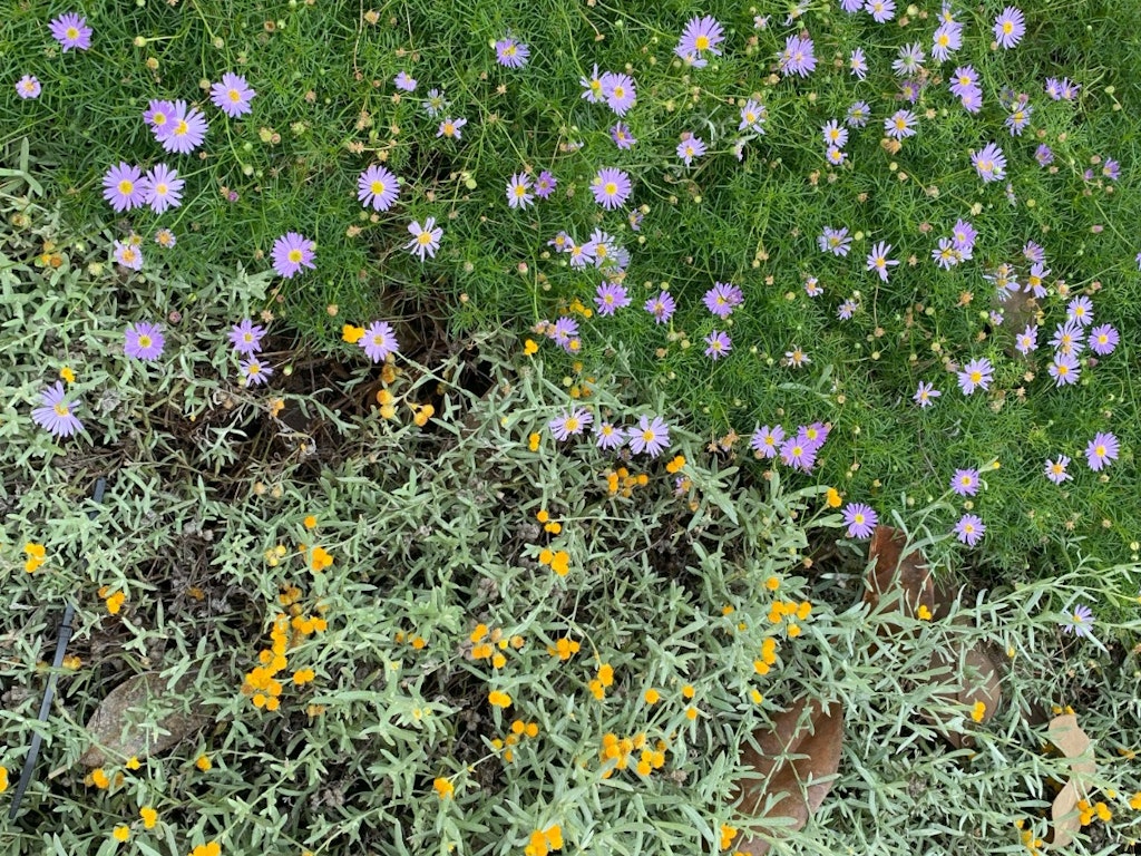 Nurturing Indigenous Gardens Series - Learn Online with SGA