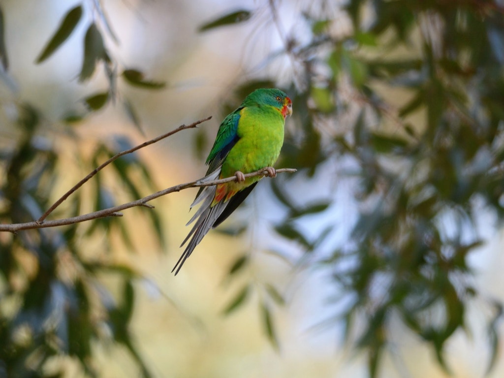 Weekday Bird Walks at Edendale - Nillumbik Environment