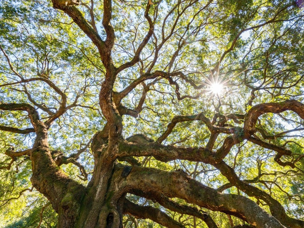 Selecting Plants for Climate Change - SGA Online