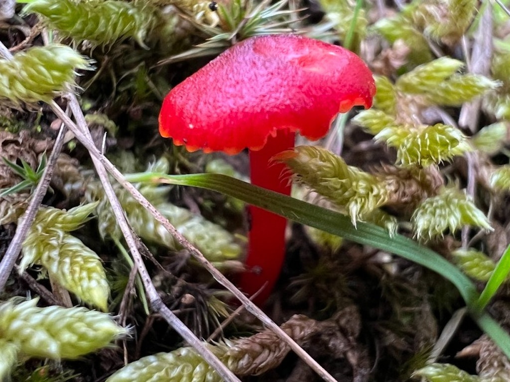Fungi Foray - Panton Hill - Nillumbik Environment