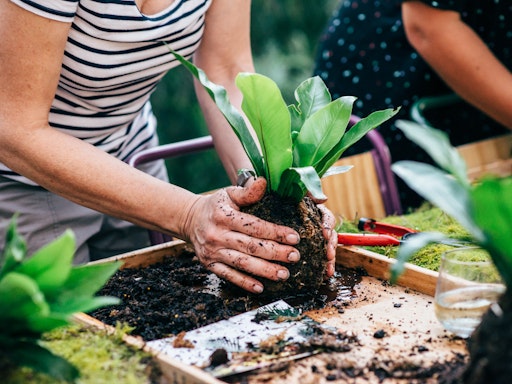 Kokedama Workshops by Put Your Heart Into It 